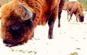 Close-up of two European bison grazing on snow-covered ground, with one in the foreground—one of many reasons to visit Poland for nature lovers.