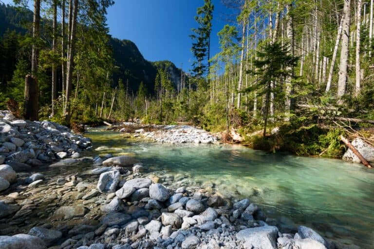 A clear, shallow river flows through a rocky, forested landscape with tall trees and distant mountains under a blue sky, capturing the pristine beauty found in many Polish National Parks.