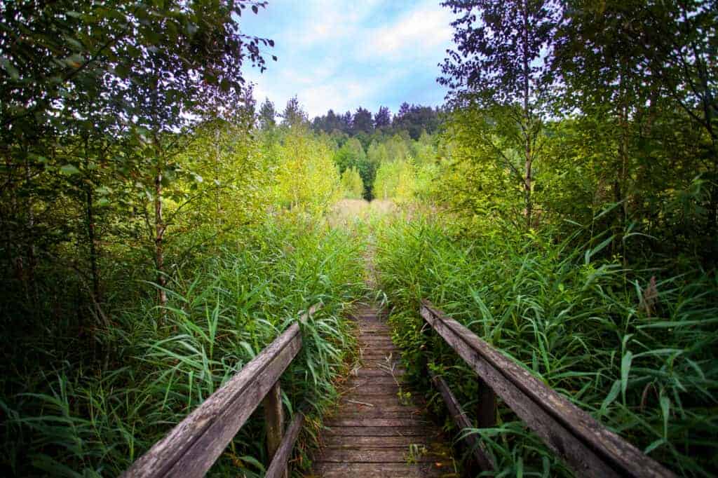 A wooden footbridge leads through tall grass and dense green trees toward an open field under a partly cloudy sky, capturing the serene beauty often found in National Parks Poland.