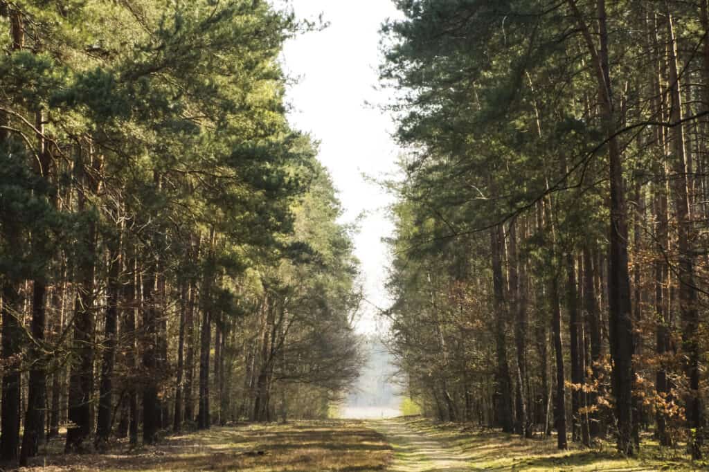 A dirt path runs through a dense forest with tall evergreen trees on both sides under daylight, capturing the serene beauty often found in Polish national parks.