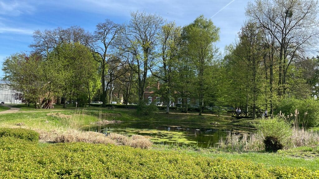 A small pond with lily pads, surrounded by grass, bushes, and trees under a blue sky in a park—an ideal spot to relax during Poland travel. Remember this scene when planning your Poland packing list!.