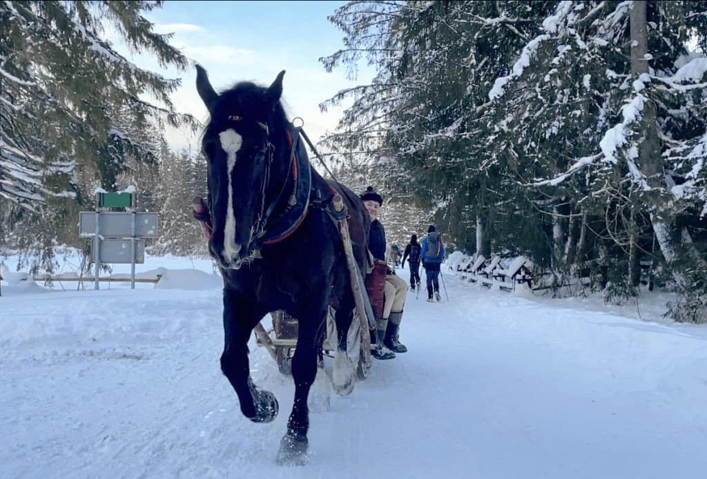 A black horse pulls a wooden sleigh with people through a snowy forest in one of the beautiful Polish national parks; others walk and ski in the background.